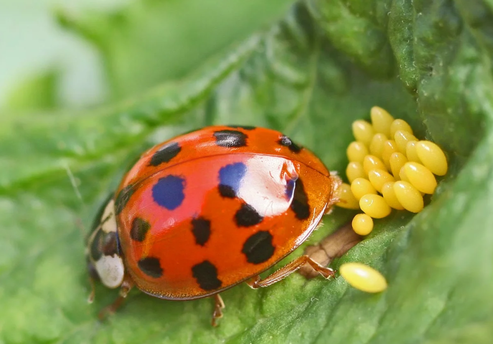 Божья коровка Harmonia axyridis
