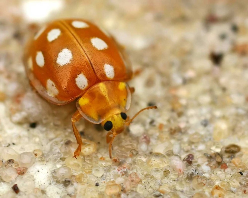 Божья коровка Halyzia sedecimguttata