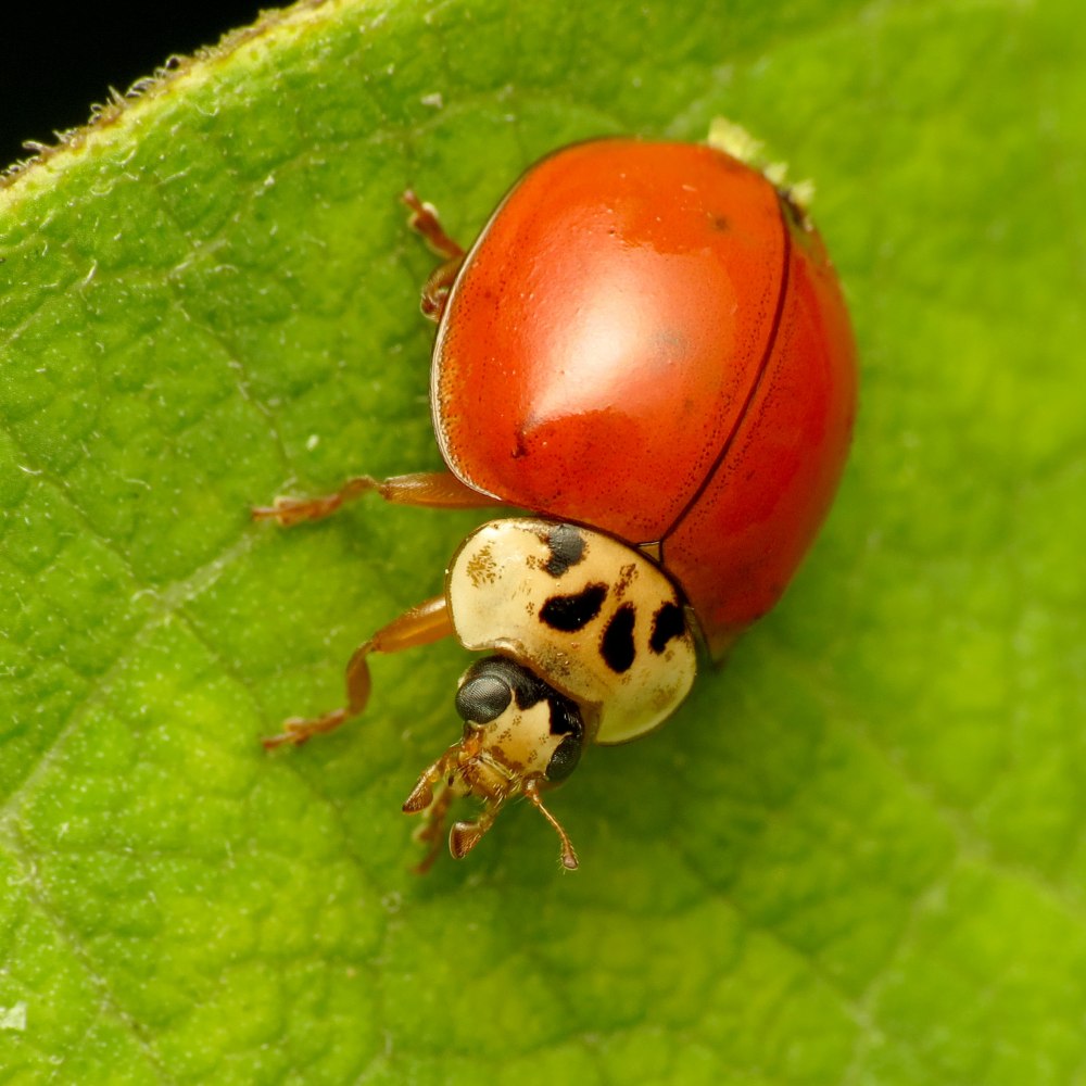 Азиатская Божья коровка (Harmonia axyridis)