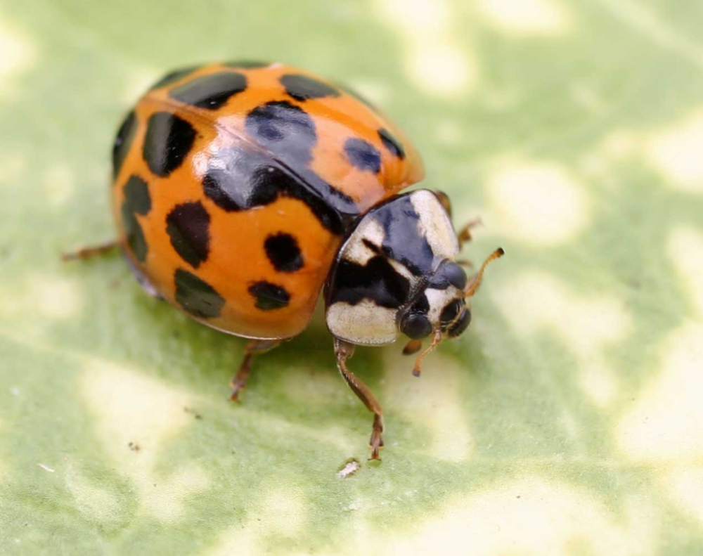 Азиатская Божья коровка (Harmonia axyridis)