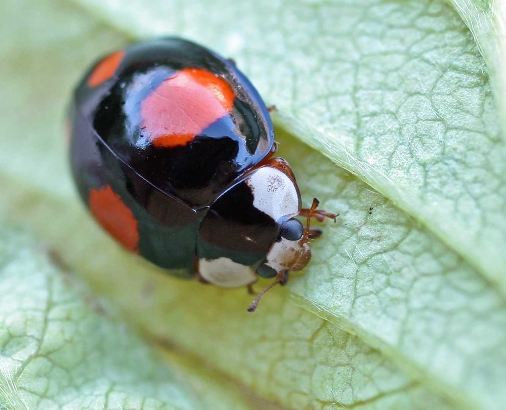 Азиатская Божья коровка (Harmonia axyridis)
