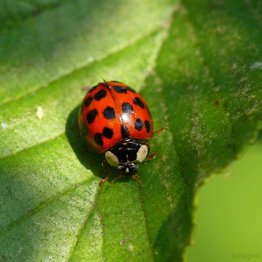 Азиатская Божья коровка (Harmonia axyridis)