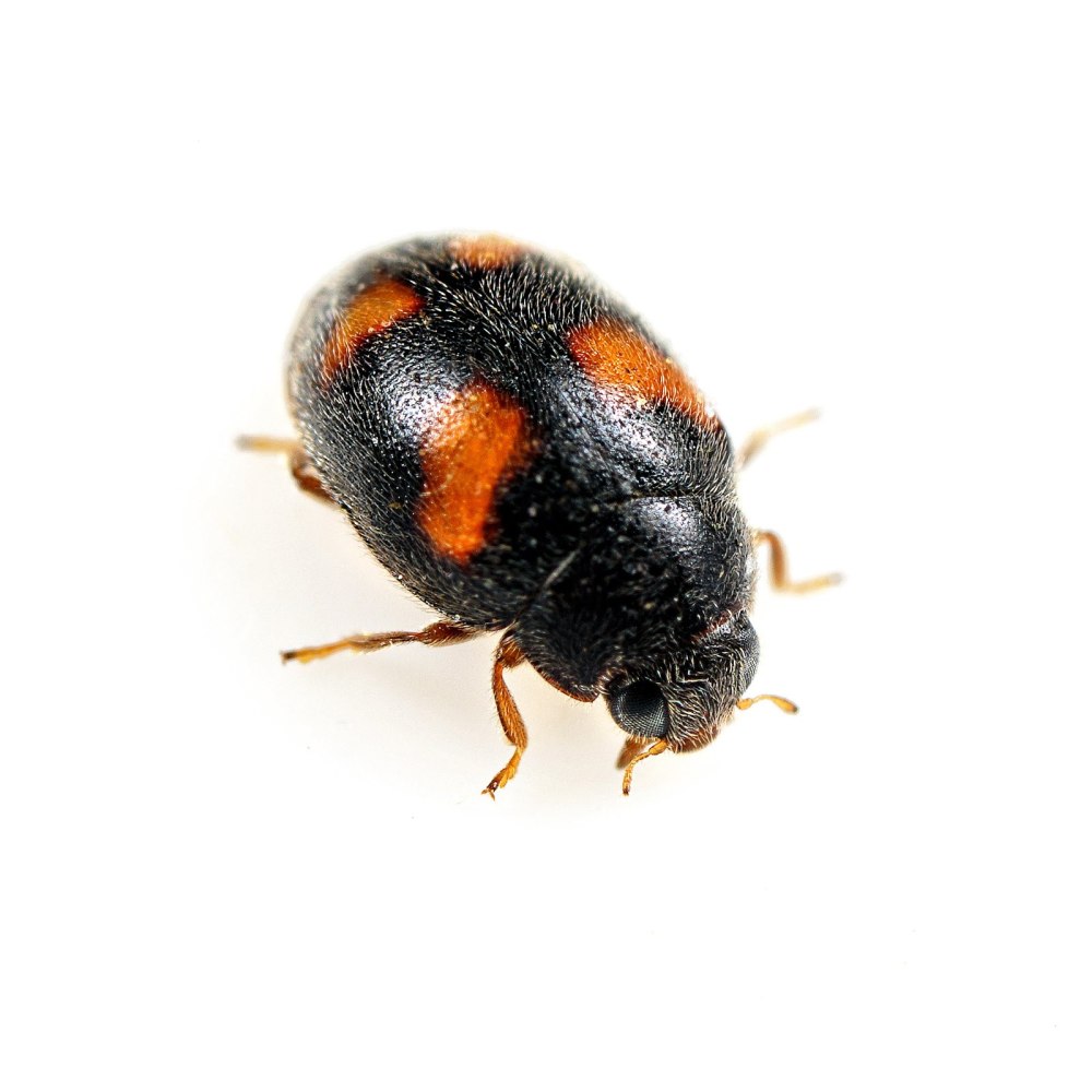Nephus quadrimaculatus