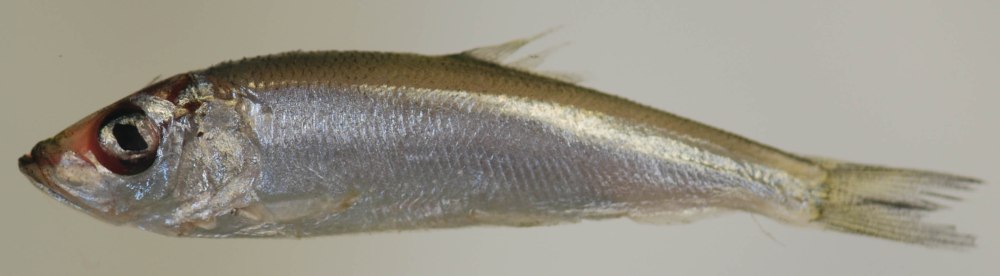 Рыба Atlantic Herring, Clupea harengus