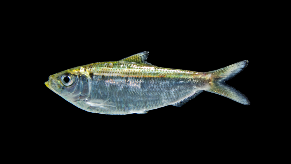 Clupea harengus