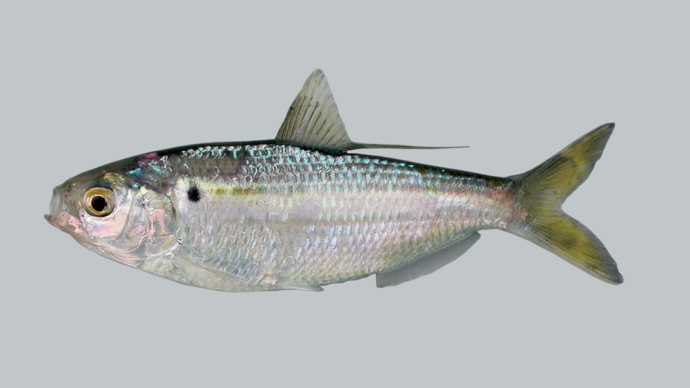 Dorosoma petenense