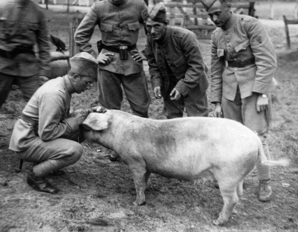 Война свиней