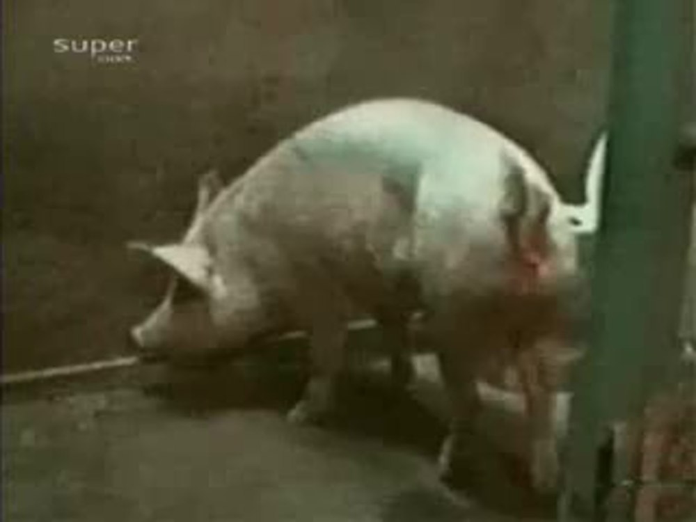 Гифки со свиньями