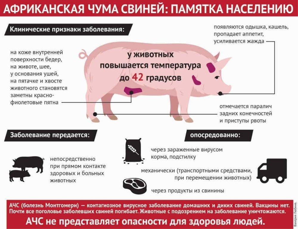 Африканская чума свиней