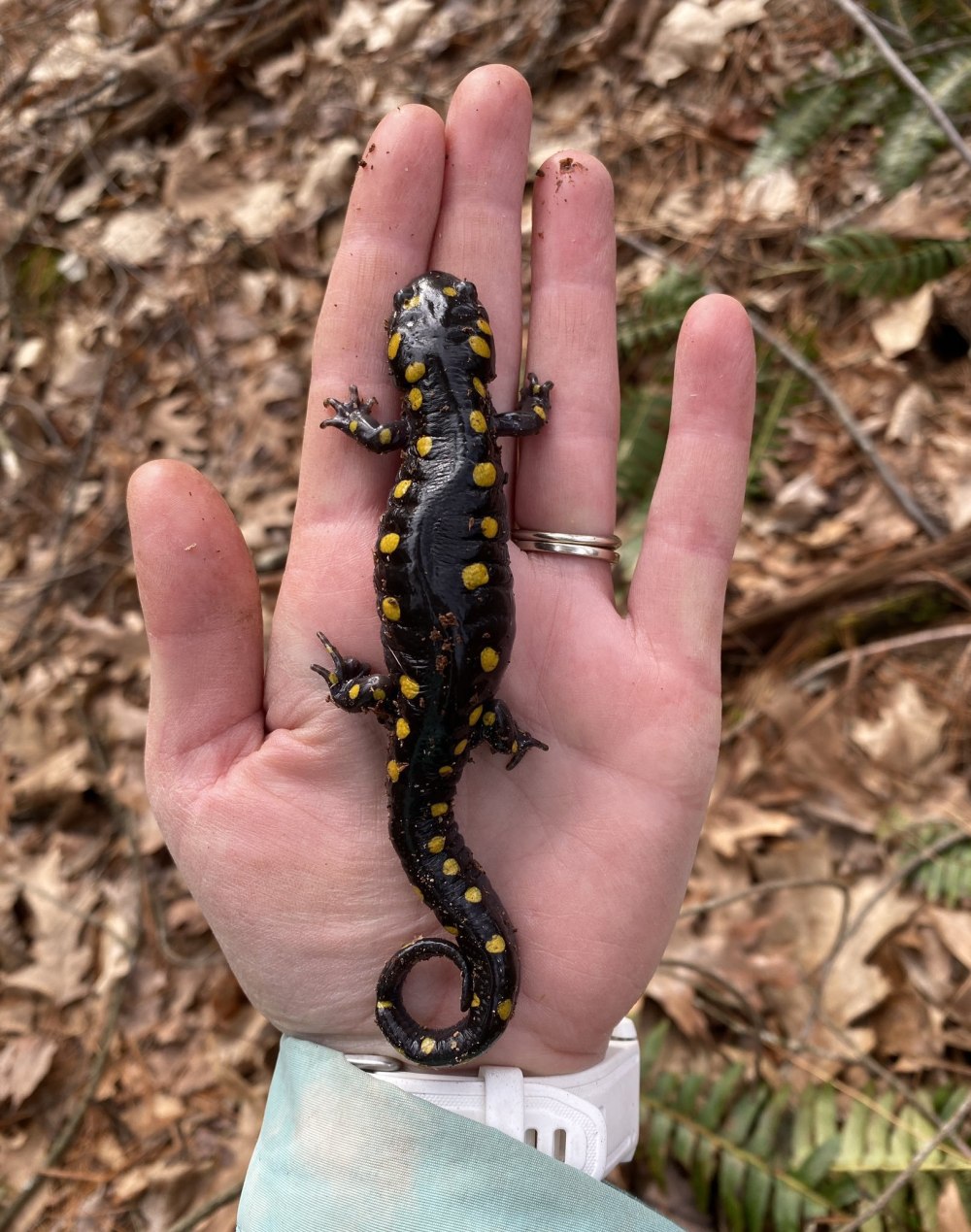 Salamander 2022