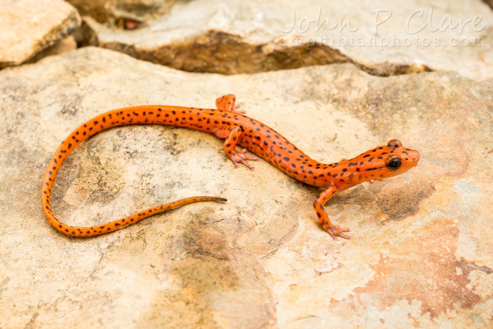 Cave Salamander (Eurycea lucifuga)