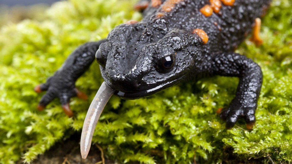Пятнистая саламандра (Salamandra Salamandra