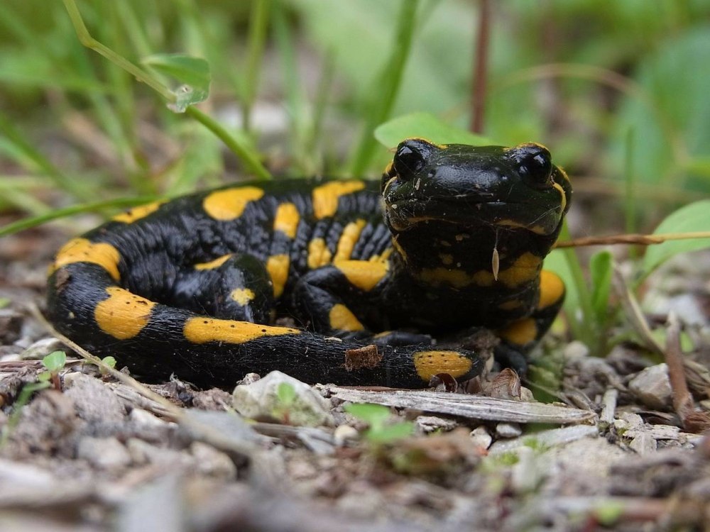 Огненная саламандра Salamandra Salamandra