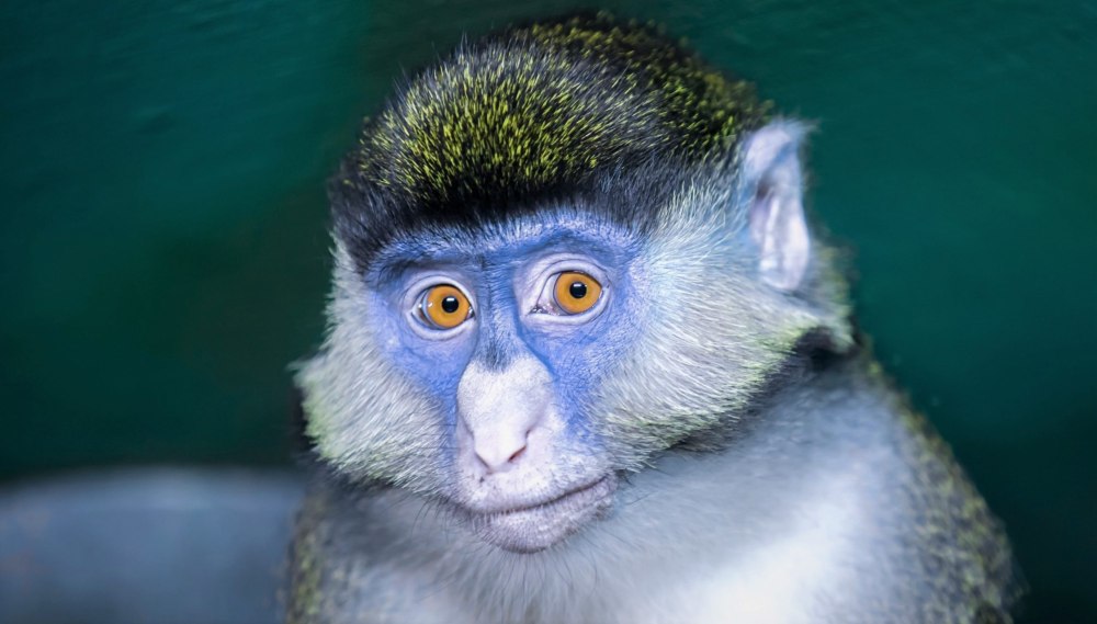Cercopithecus kandti