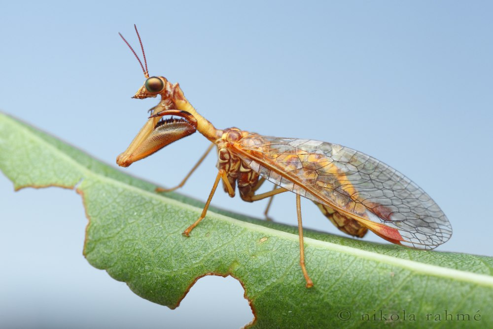 Mantispa styriaca