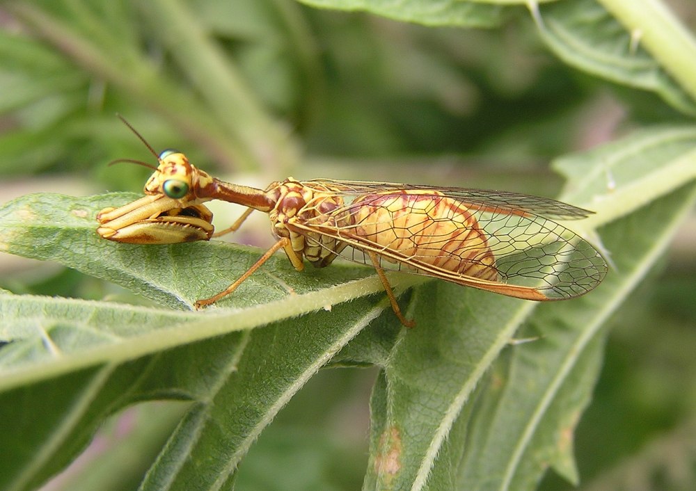 Mantispa aphavexelte