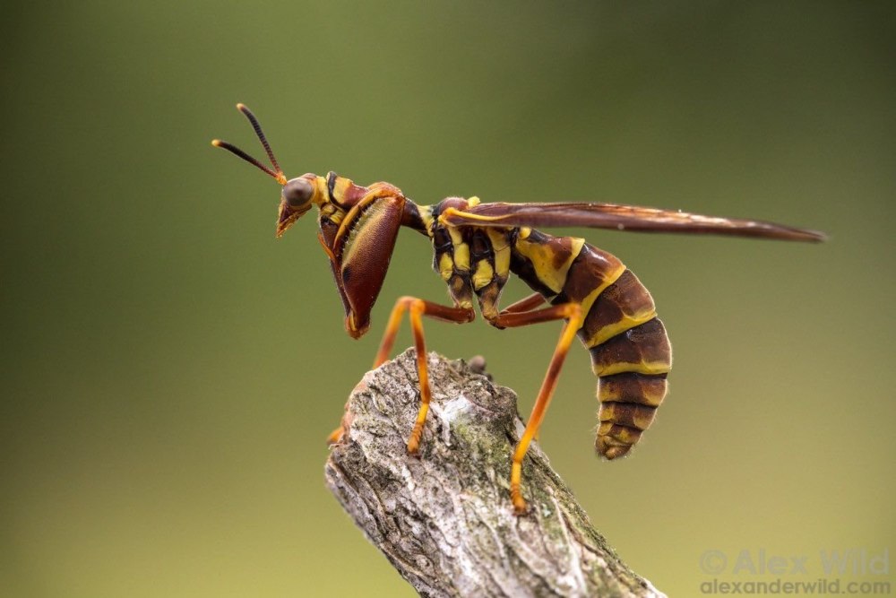 Climaciella brunnea