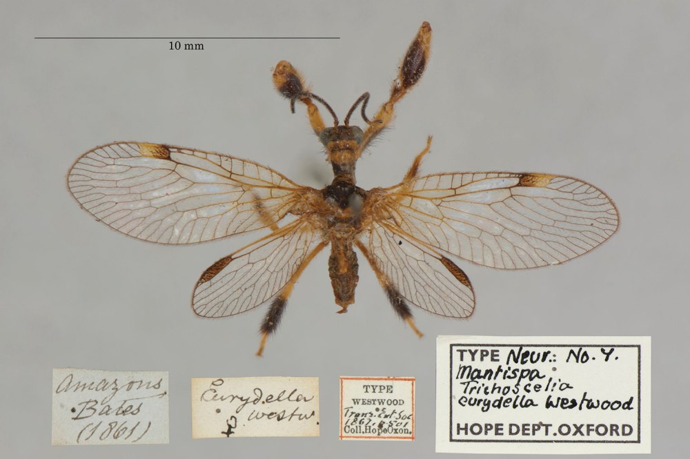 Decimiana