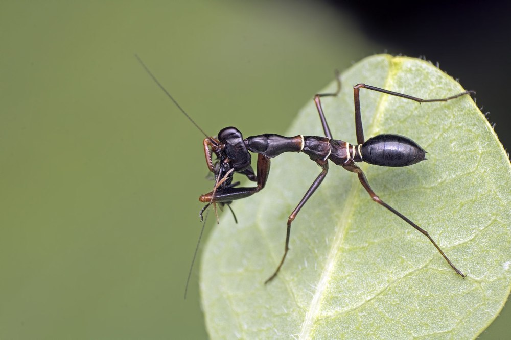 Polyrhachis bihamata