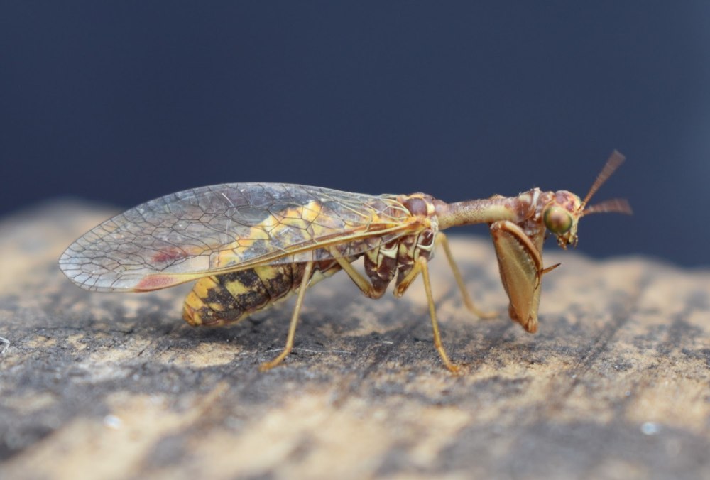 Mantispa styriaca