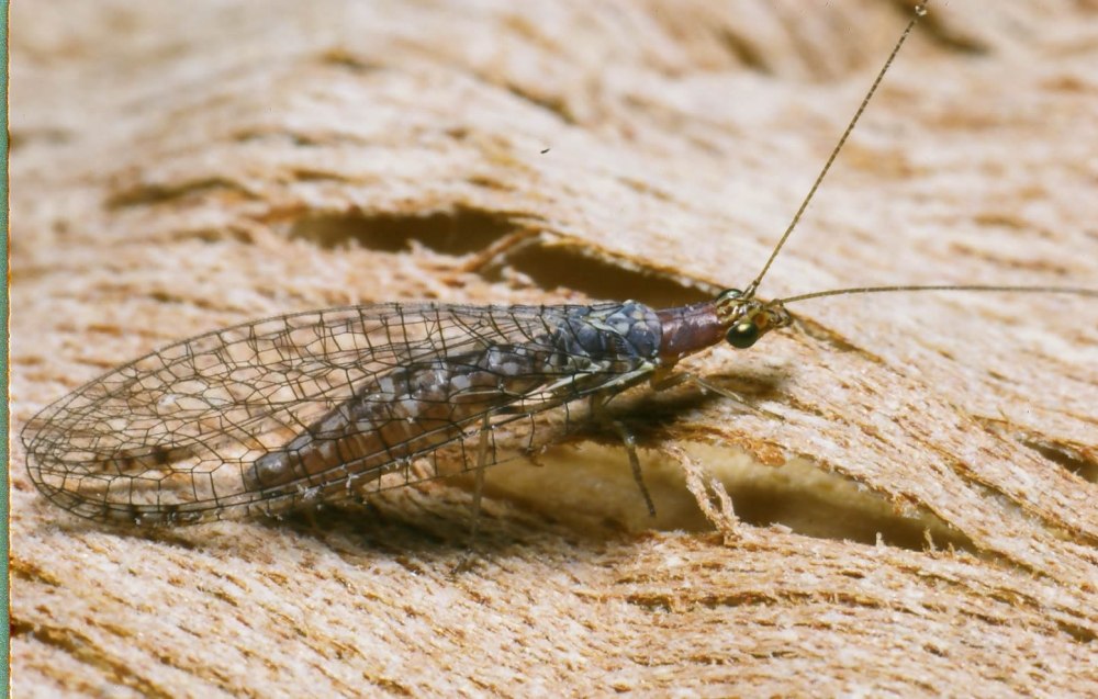 Neuroptera сетчатокрылые