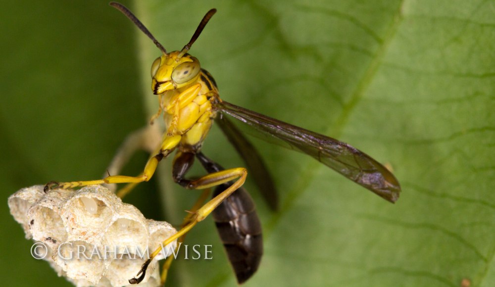 Mischocyttarus flavitarsis