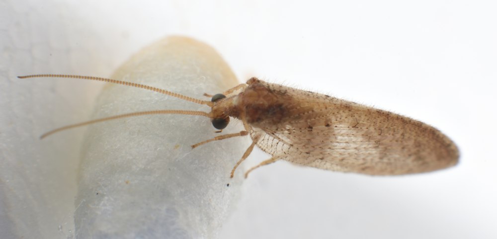 Neuroptera ареал