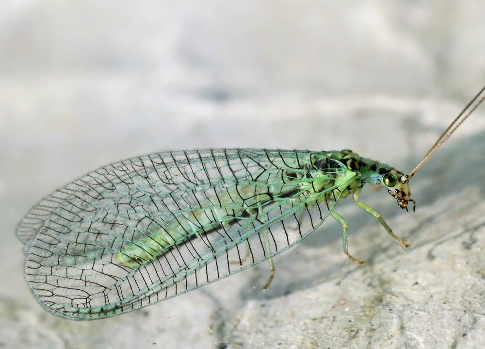 Златоглазка перламутровая - Chrysopa Perla Linnaeus