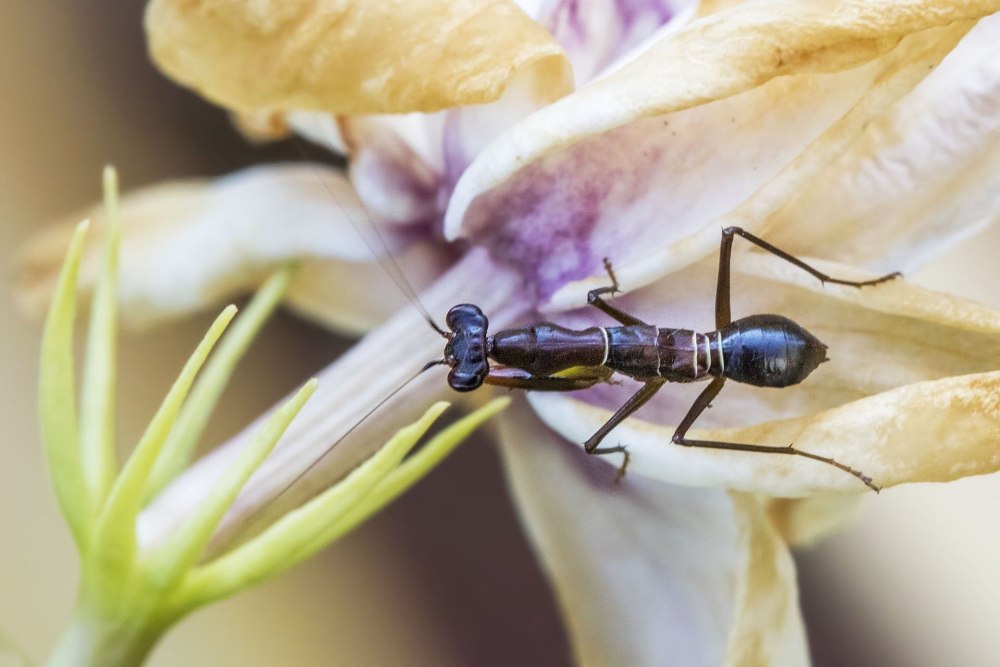 Богомол Odontomantis