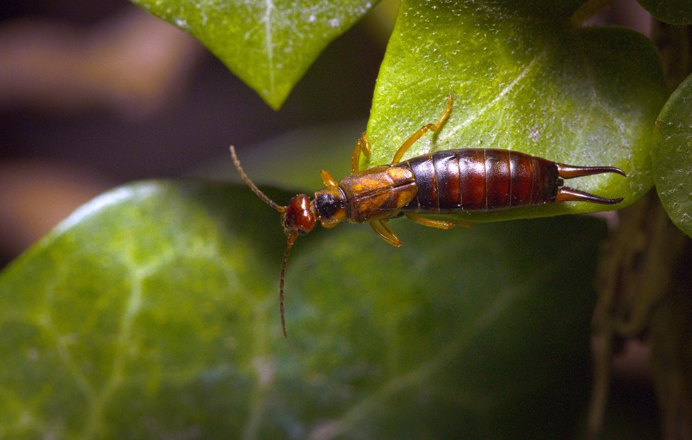 Earwig Band
