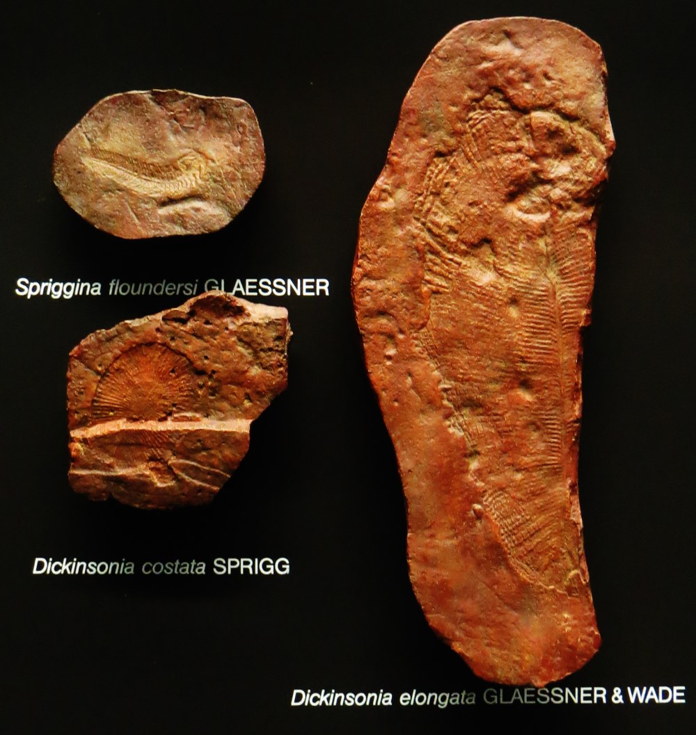 Slays Dickinsonia Rock