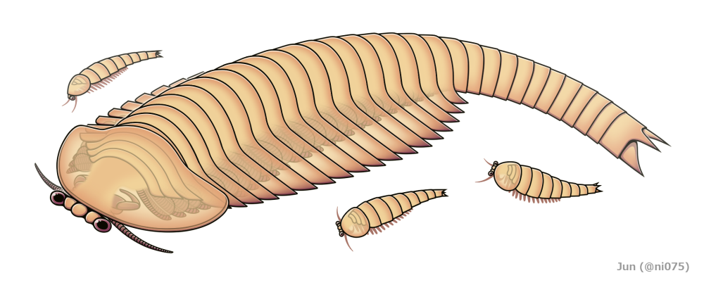Fuxianhuia