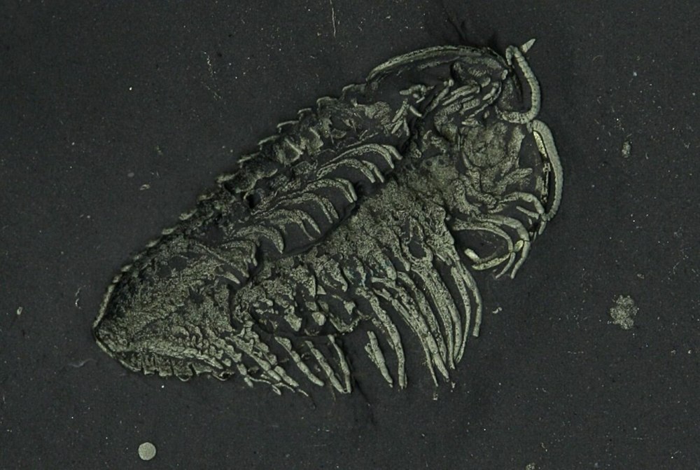Pyritized Triarthrus Trilobite