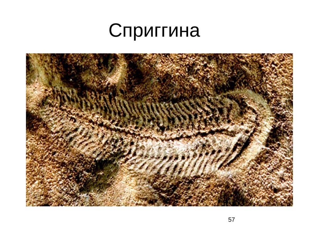 Сприггина протерозой