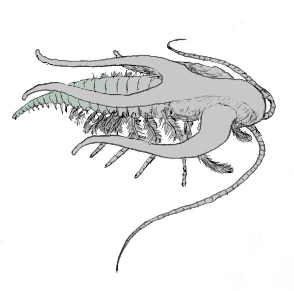 Marrella splendens