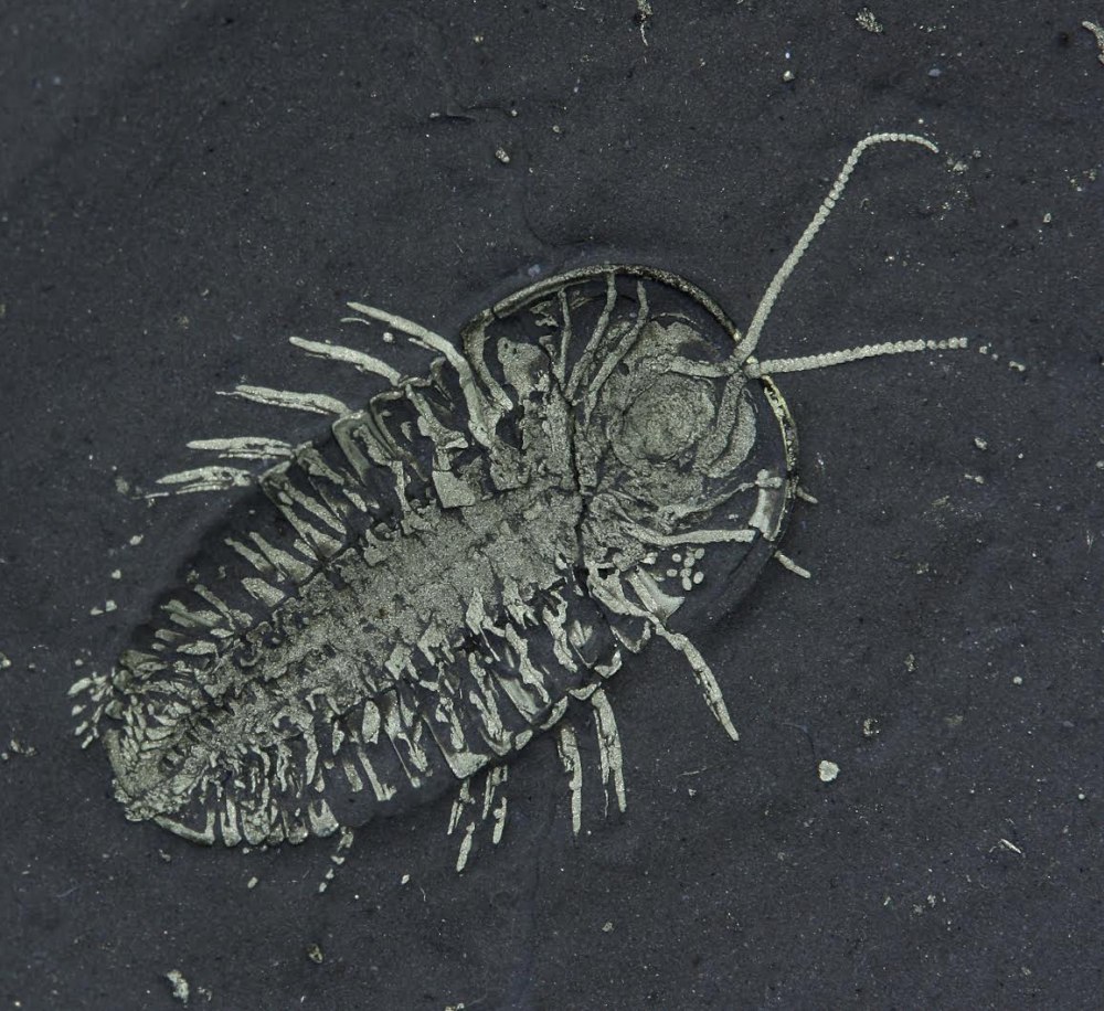 Triarthrus eatoni