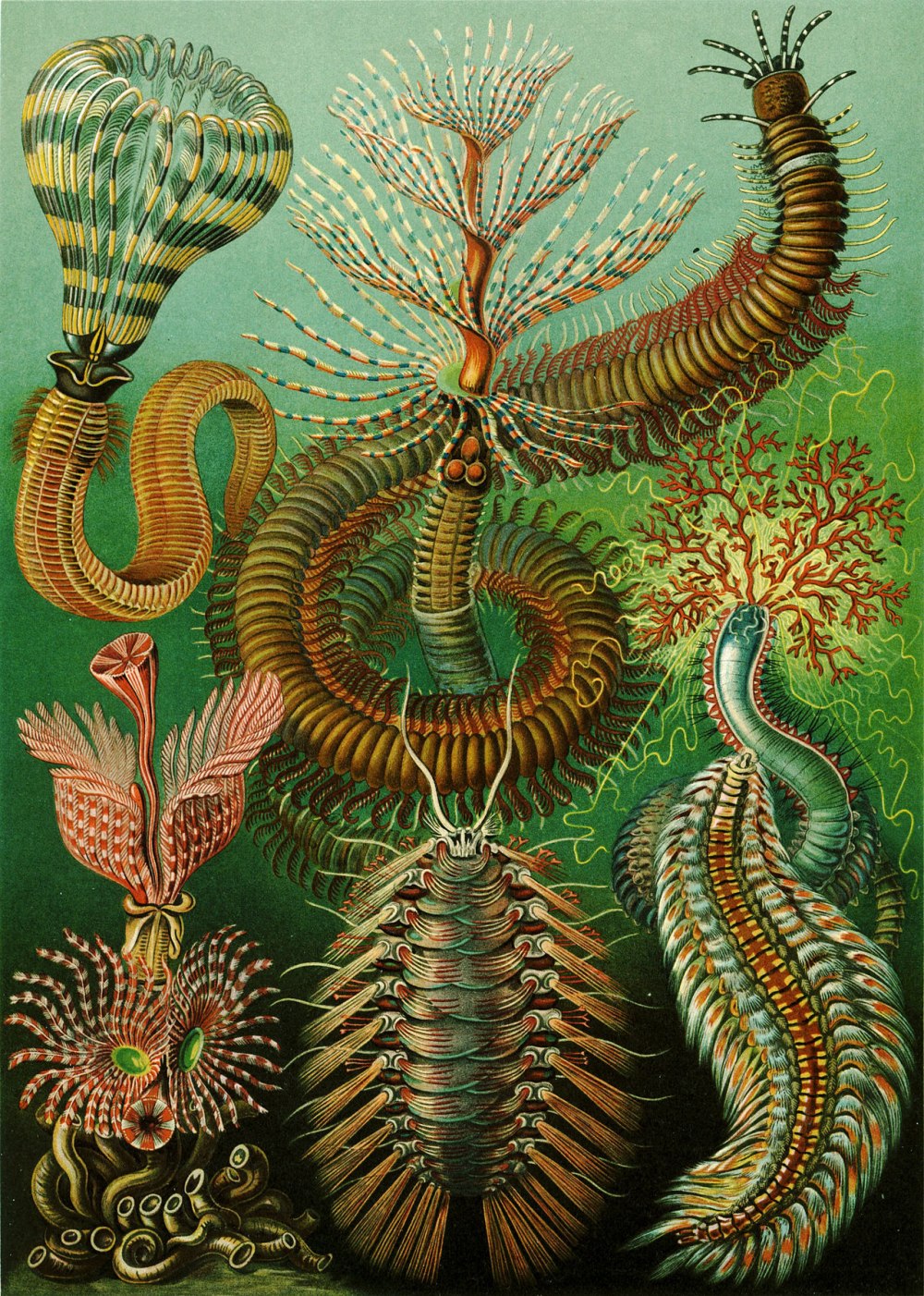 Эрнст Геккель Kunstformen der Natur, 1904