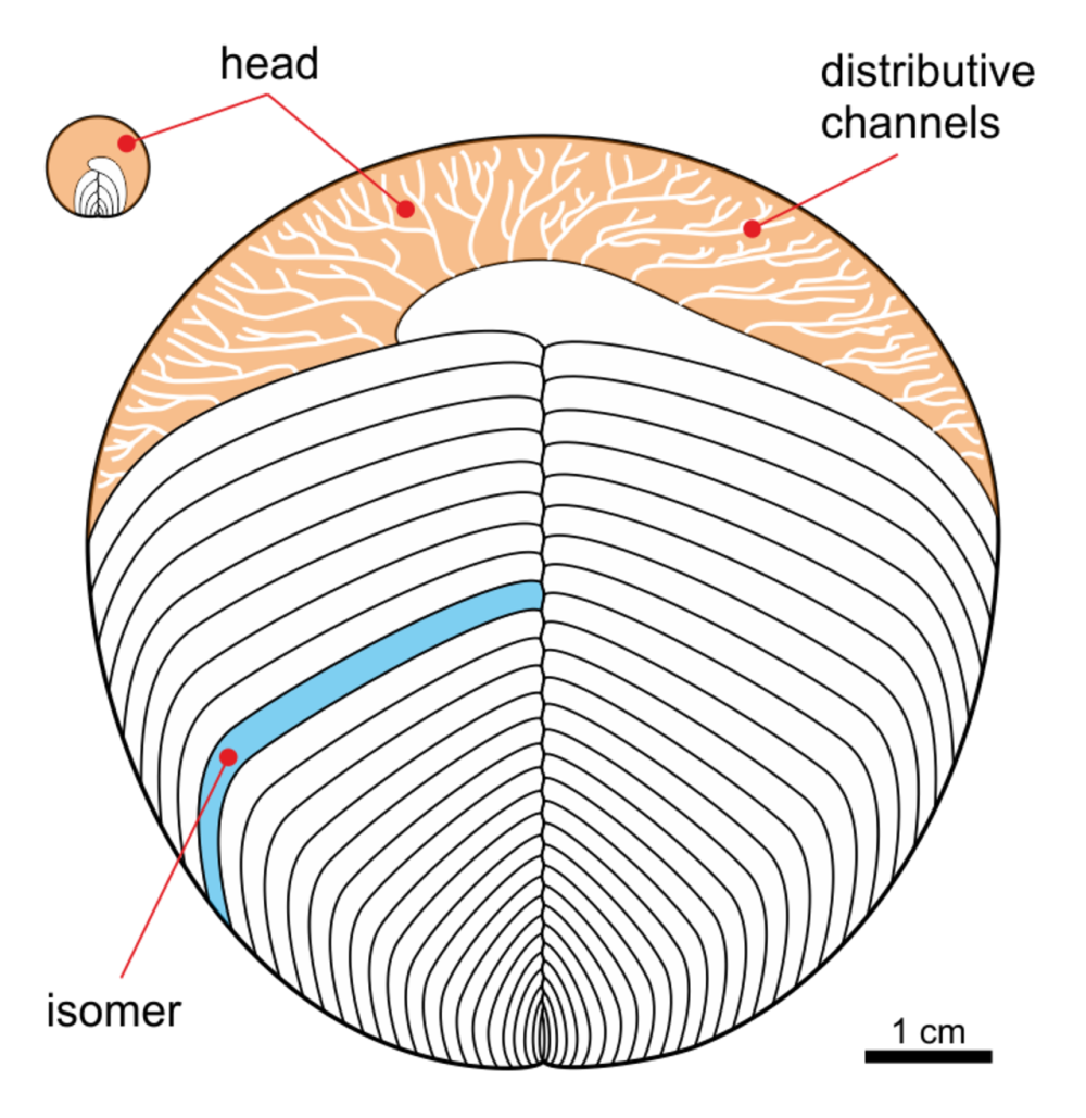 Yorgia waggoneri