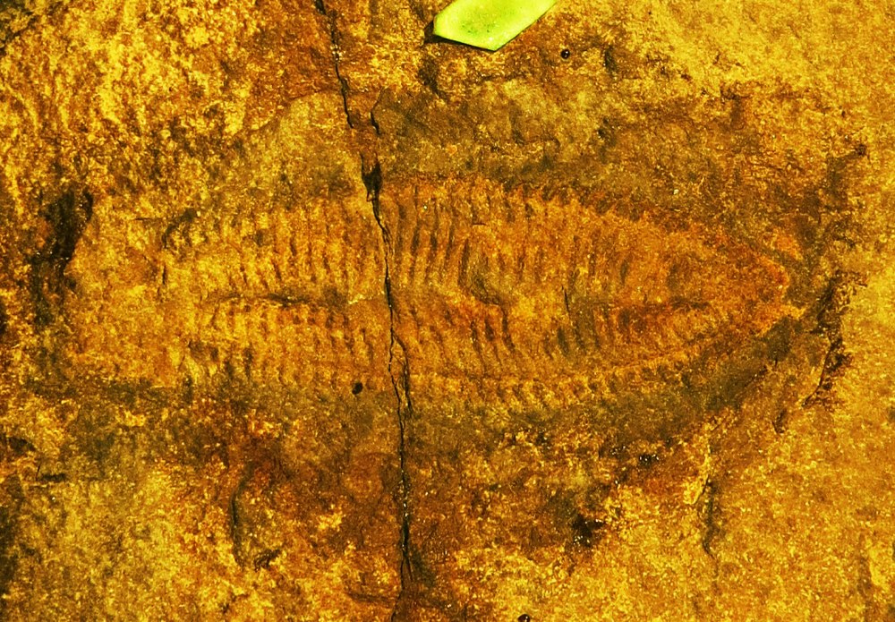 • Отряд incertae sedis: Rhaptothyreida