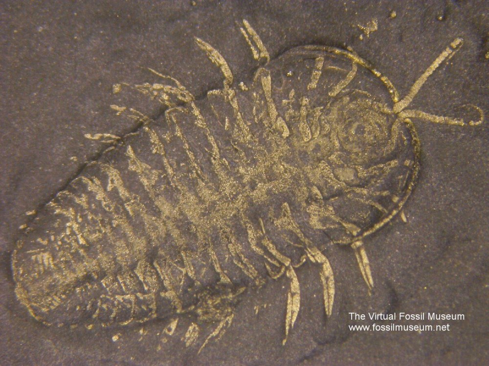 Triarthrus eatoni