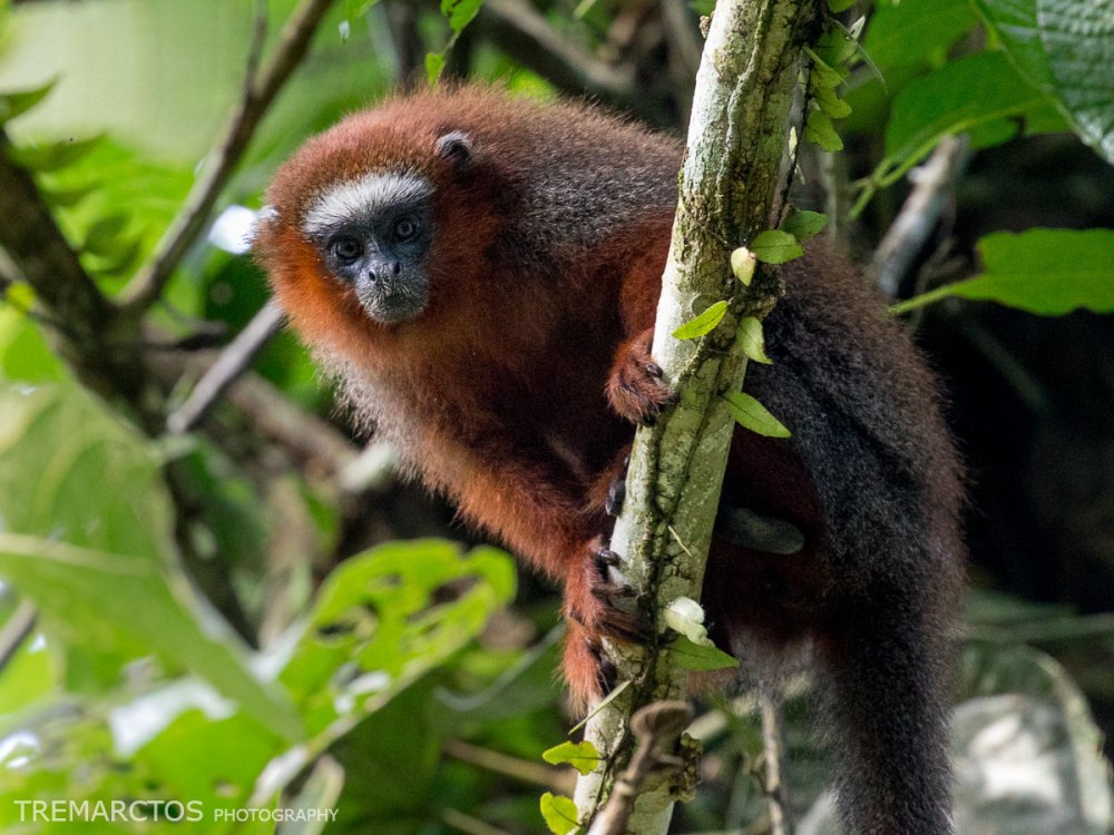 Plecturocebus caquetensis