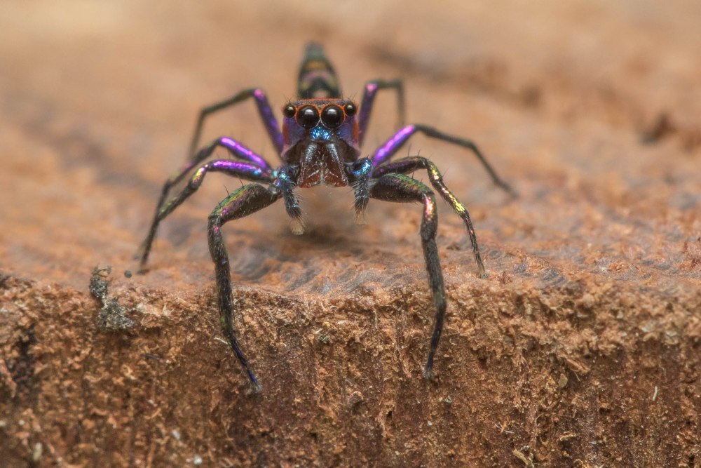 Chrysilla Volupe паук