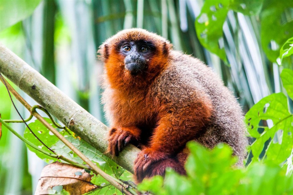 Plecturocebus aureipalatii