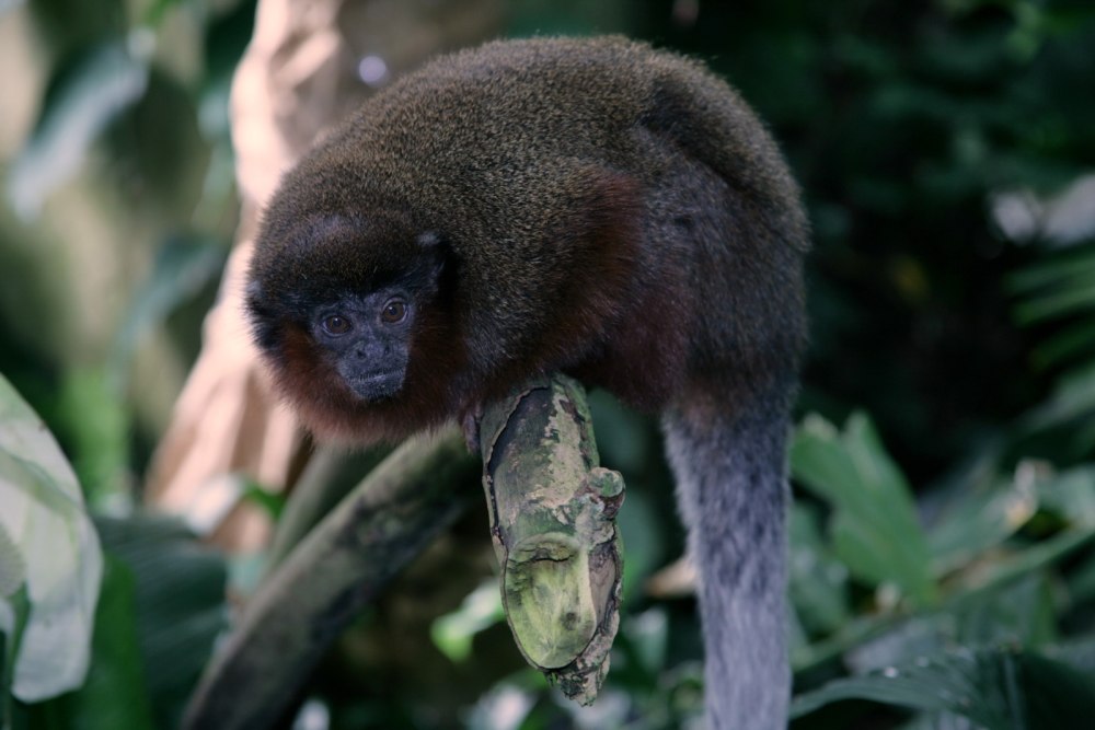 Callicebus barbarabrownae