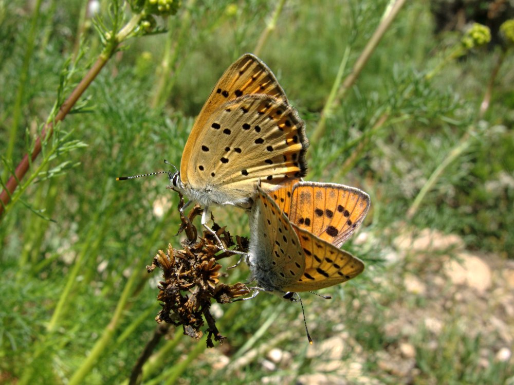 Lycaena alciphron boyarensis
