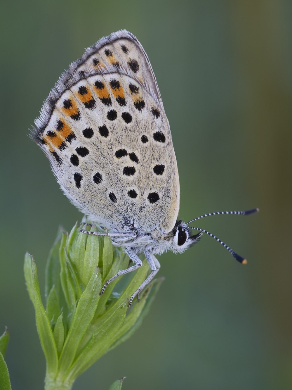 Lycaena argyrognomon