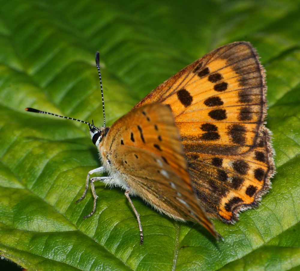 Lycaena virgaureae
