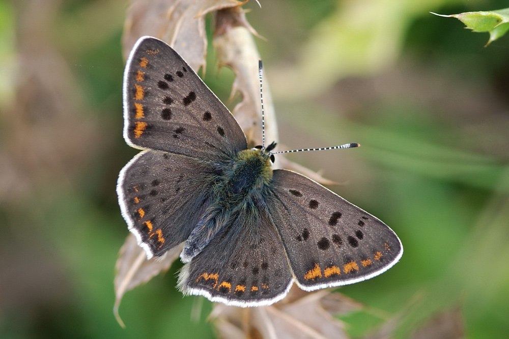 Lycaena violacea