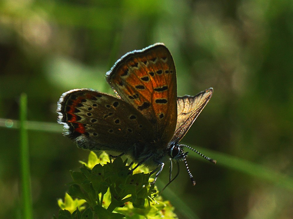 Lycaena Amanda