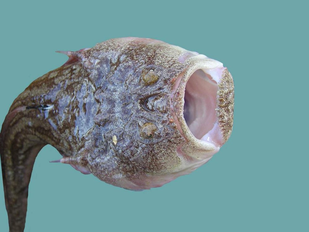 Европейский звездочёт Uranoscopus scaber
